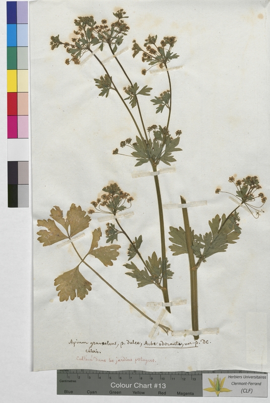 Apium graveolens (Apiaceae)