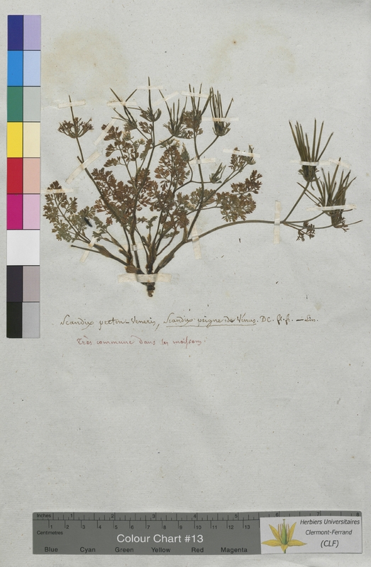 Scandix pecten-veneris (Apiaceae)