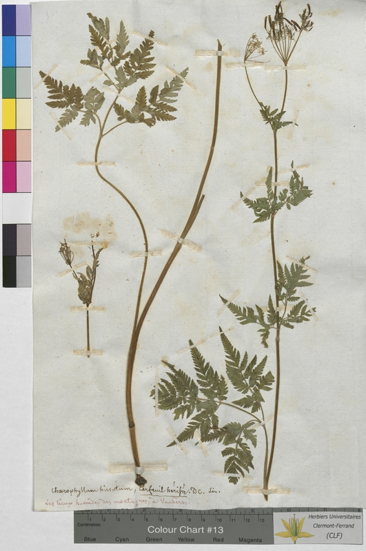 Chaerophyllum hirsutum (Apiaceae)