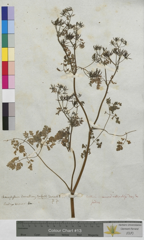 Chaerophyllum odoratum (Apiaceae)