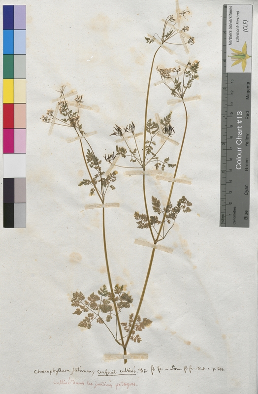 Chaerophyllum sativum (Apiaceae)