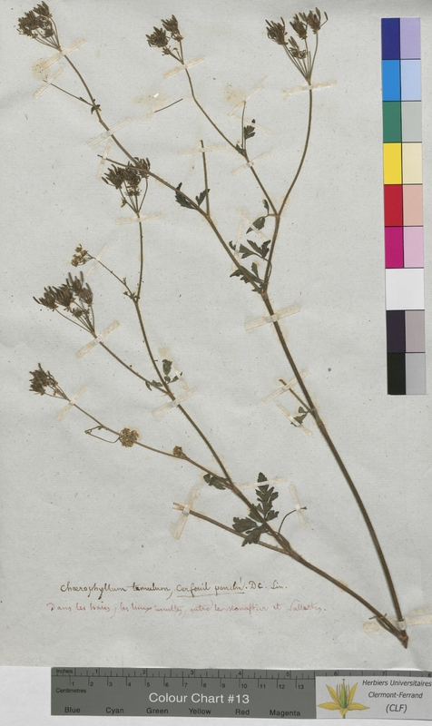 Chaerophyllum temulum (Apiaceae)