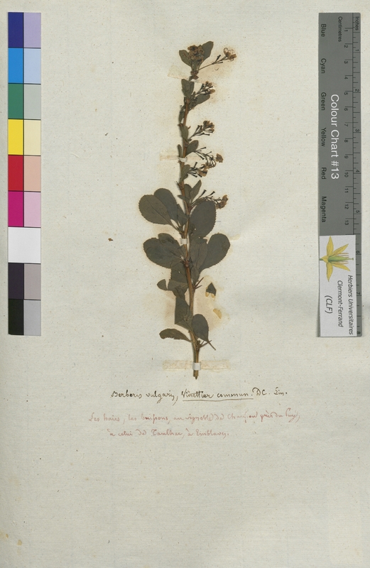 Berberis vulgaris (Berberidaceae)