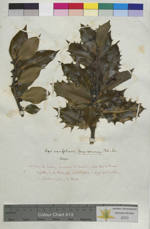 Ilex aquifolium (Aquifoliaceae)