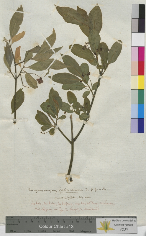 Euonymus europaeus (Celastraceae)