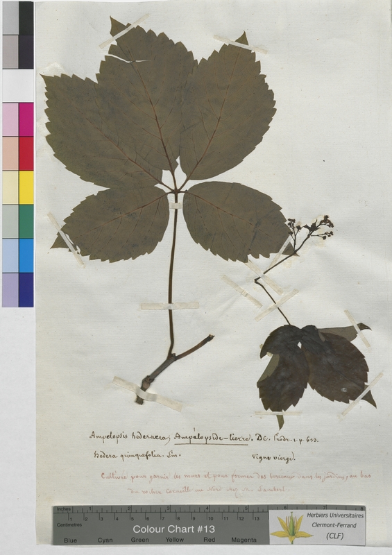 Ampelopsis hederacea (Vitaceae)