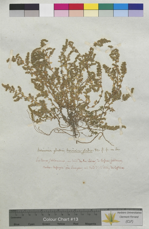 Herniaria glabra (Illecebraceae)