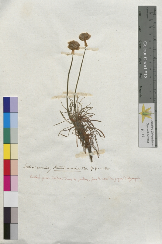 Statice armeria (Plumbaginaceae)