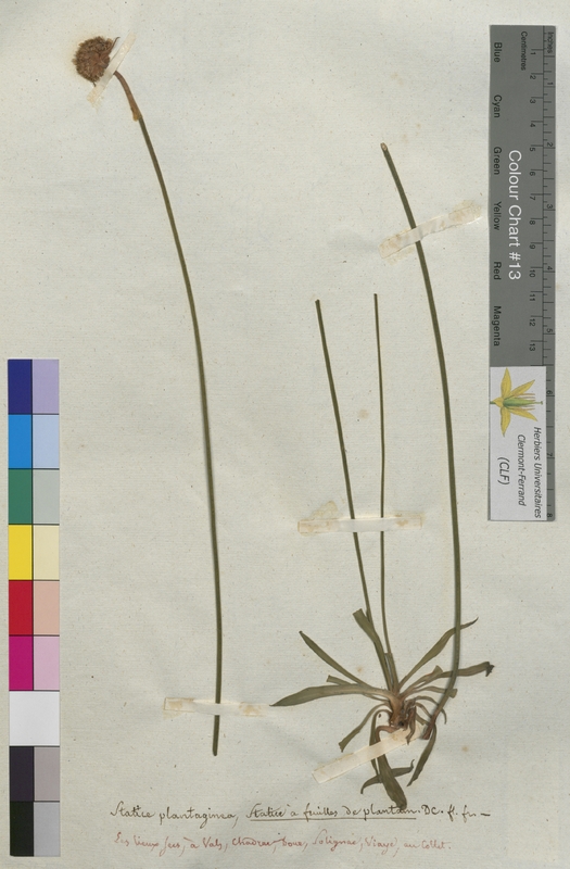 Statice plantaginea (Plumbaginaceae)
