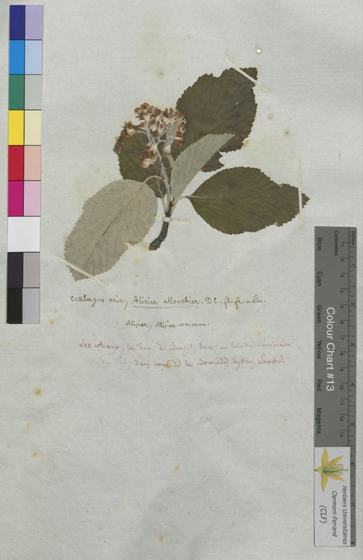 Crataegus aria (Rosaceae)