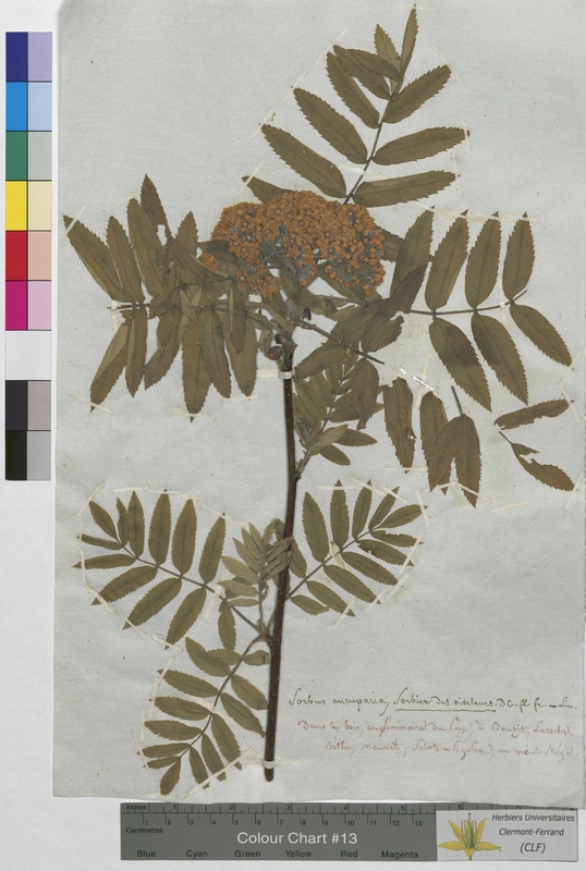 Sorbus aucuparia (Rosaceae)
