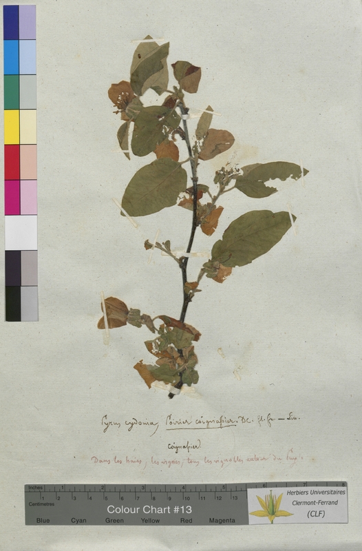 Pyrus cydonia (Rosaceae)