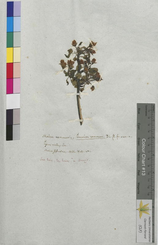 Malus communis (Rosaceae)