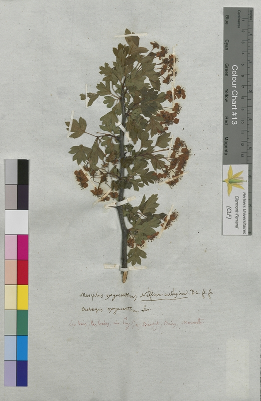 Mespilus oxyacantha (Rosaceae)