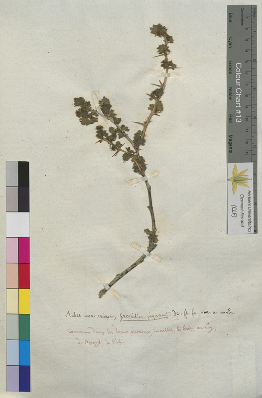 Ribes uva-crispa (Grossulariaceae)