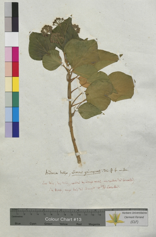 Hedera helix (Araliaceae)