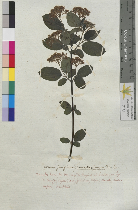 Cornus sanguinea (Cornaceae)