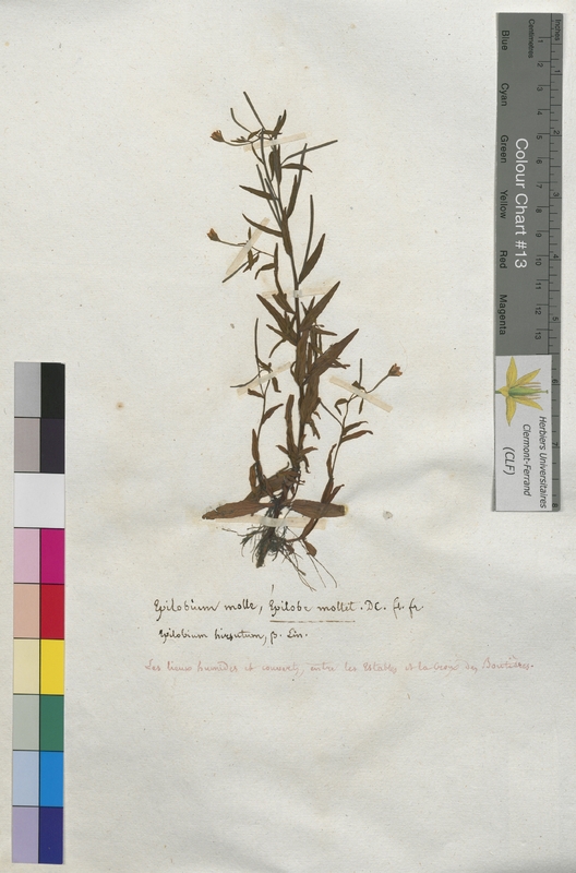 Epilobium molle (Onagraceae)