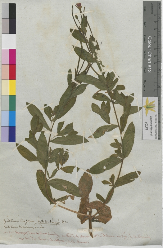 Epilobium hirsutum (Onagraceae)