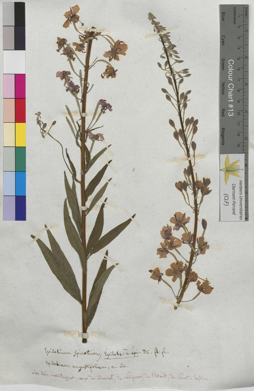 Epilobium spicatum (Onagraceae)