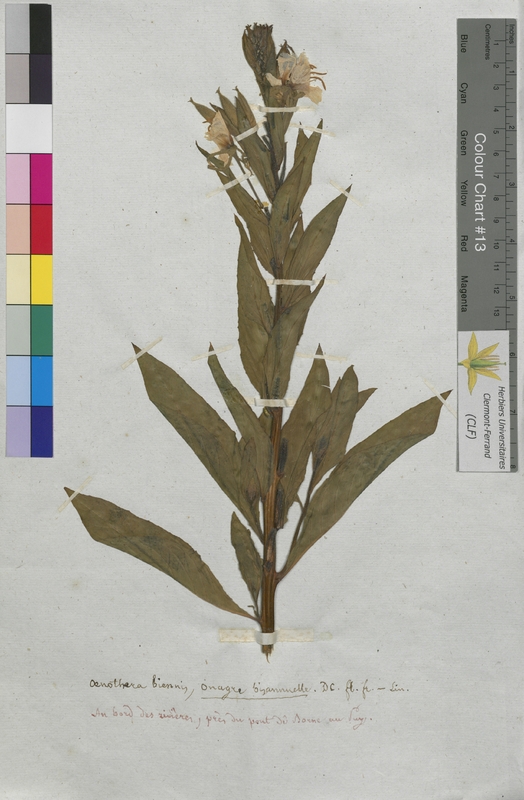 Oenothera biennis (Onagraceae)