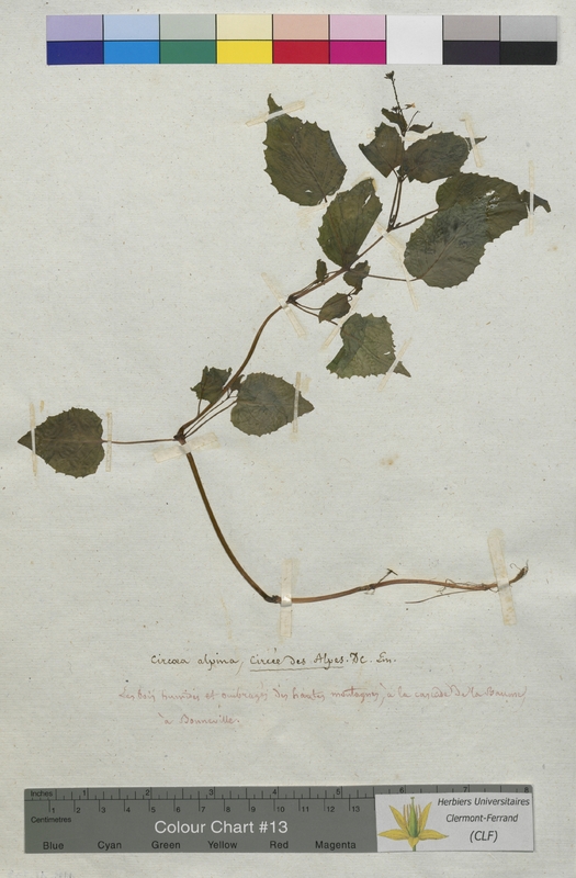 Circaea alpina (Onagraceae)