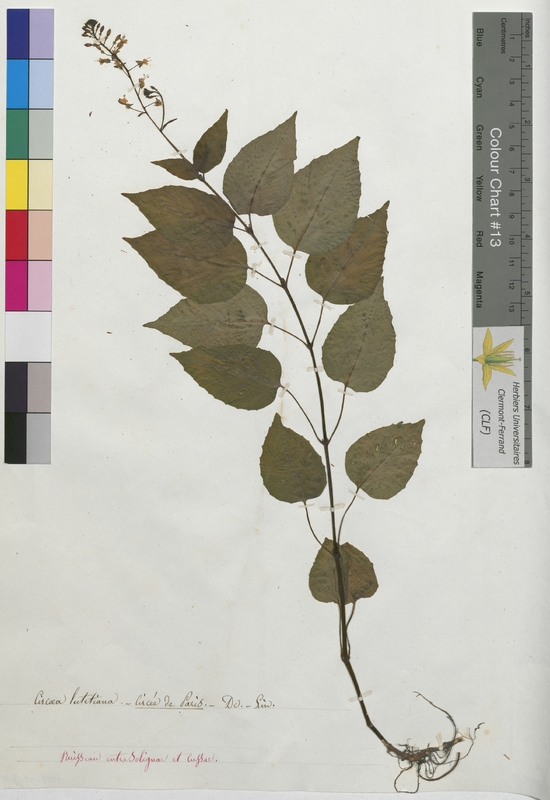 Circaea lutetiana (Onagraceae)