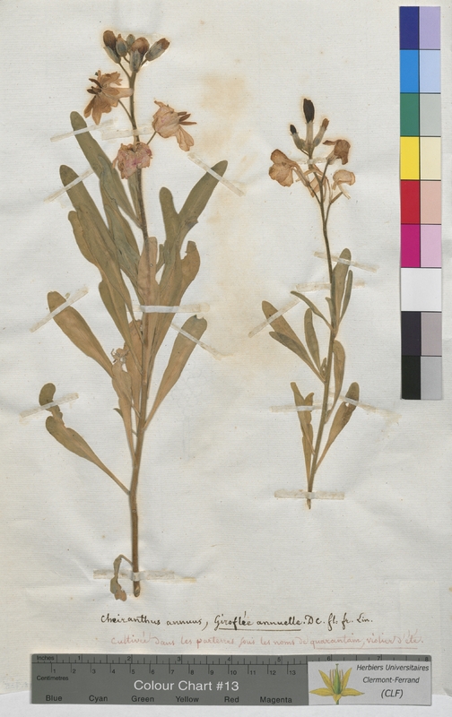 Cheiranthus annuus (Brassicaceae)