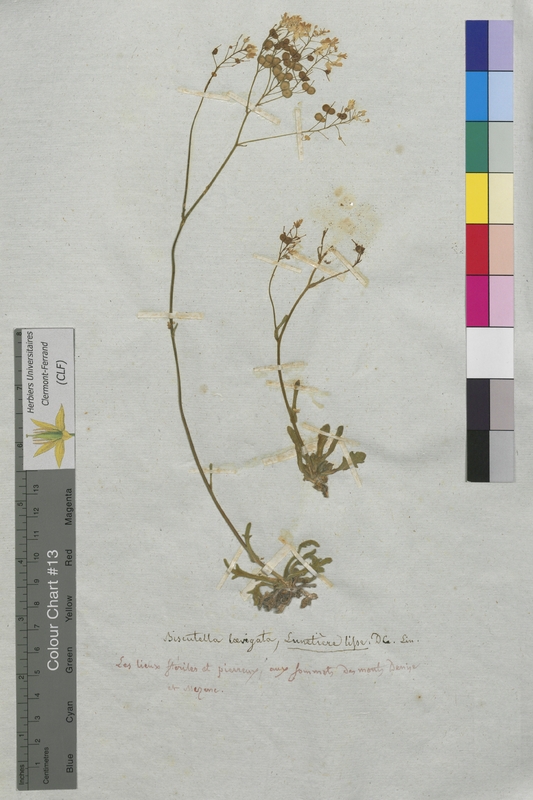 Biscutella laevigata (Brassicaceae)