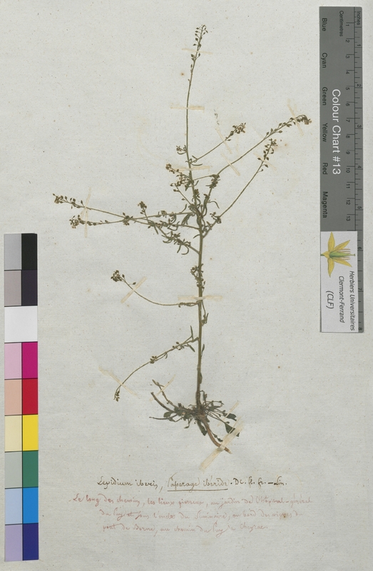 Lepidium iberis (Brassicaceae)