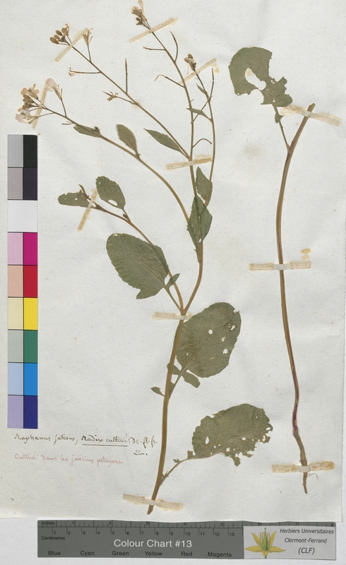 Raphanus sativus (Brassicaceae)