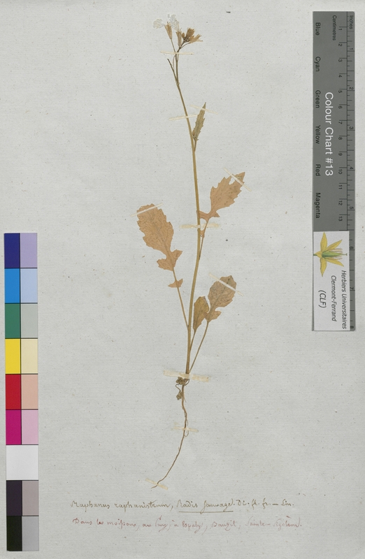 Raphanus raphanistrum (Brassicaceae)