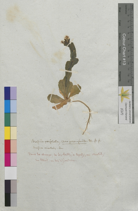 Brassica perfoliata (Brassicaceae)