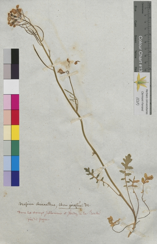 Brassica cheiranthos (Brassicaceae)