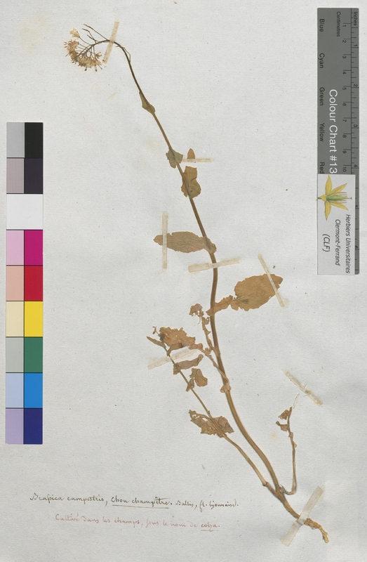 Brassica campestris (Brassicaceae)