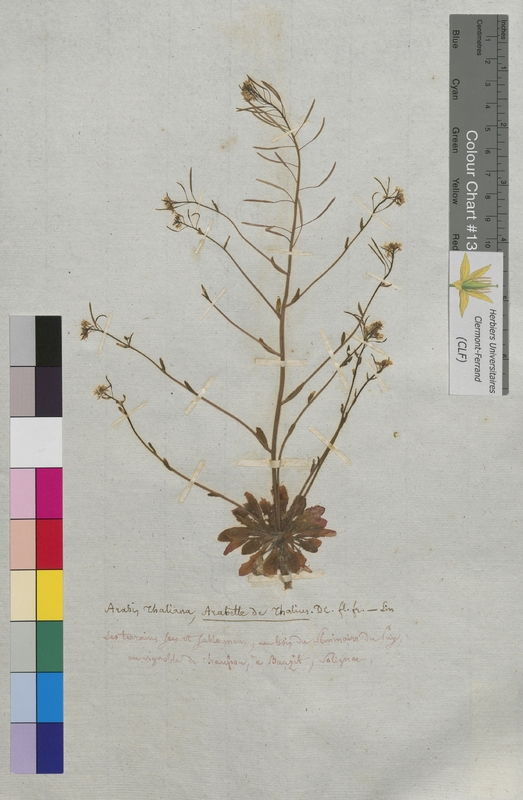 Arabis thaliana (Brassicaceae)