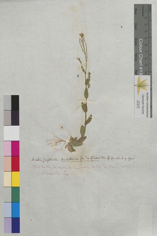 Arabis sagittata (Brassicaceae)