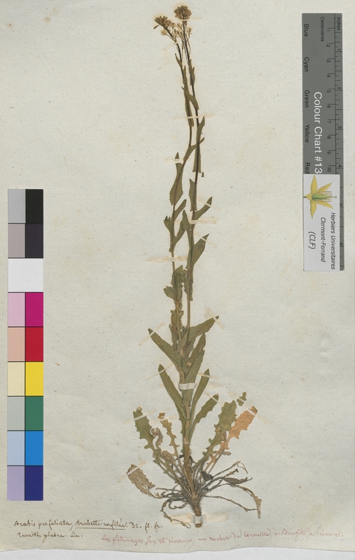 Arabis perfoliata (Brassicaceae)