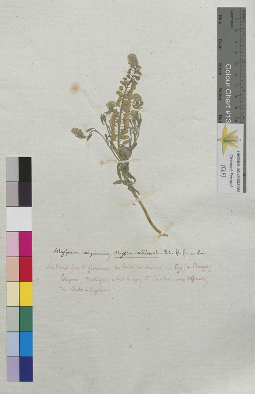 Alyssum calicynum (Brassicaceae)