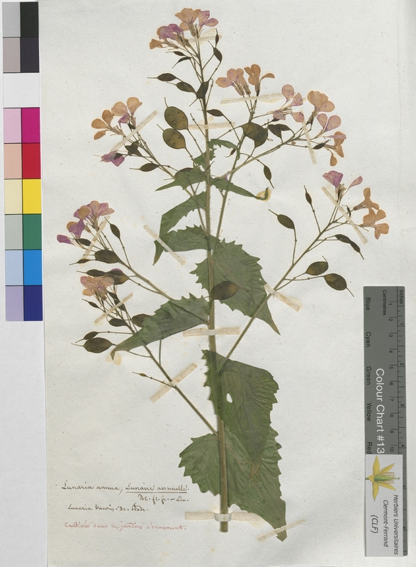 Lunaria annua (Brassicaceae)