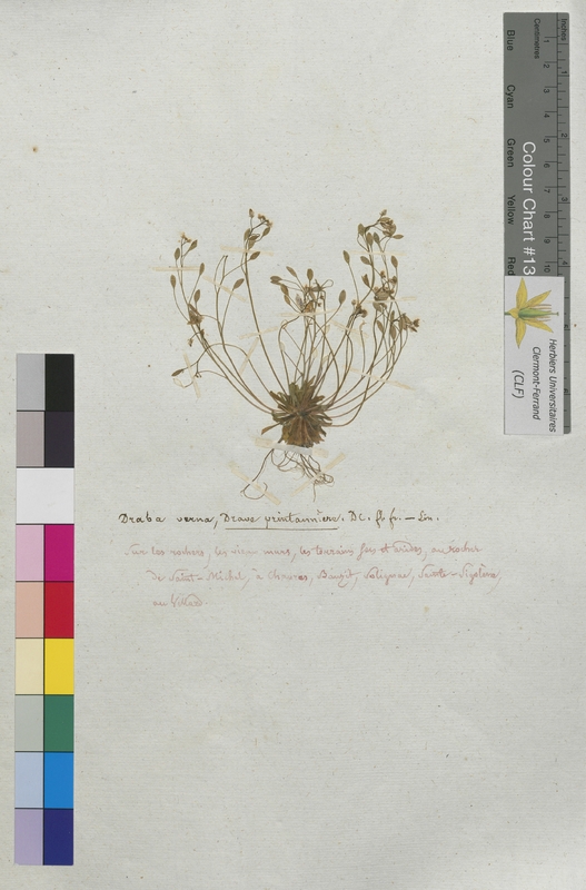 Draba verna (Brassicaceae)