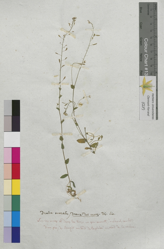 Draba muralis (Brassicaceae)