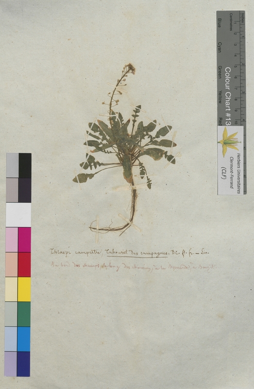 Thlaspi campestre (Brassicaceae)