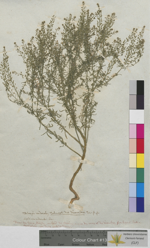 Thlaspi ruderale (Brassicaceae)