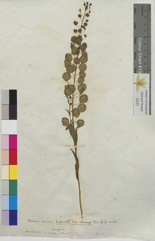 Thlaspi arvense (Brassicaceae)