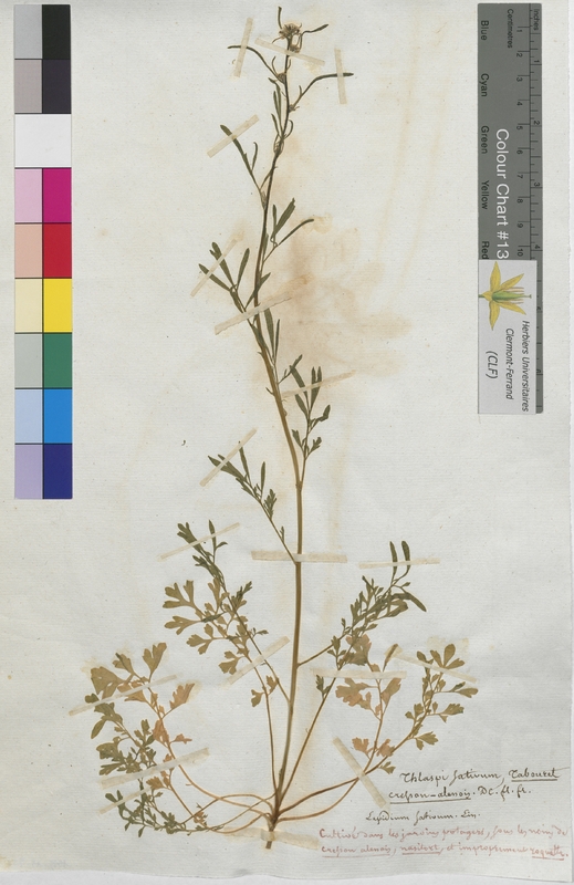 Thlaspi sativum (Brassicaceae)