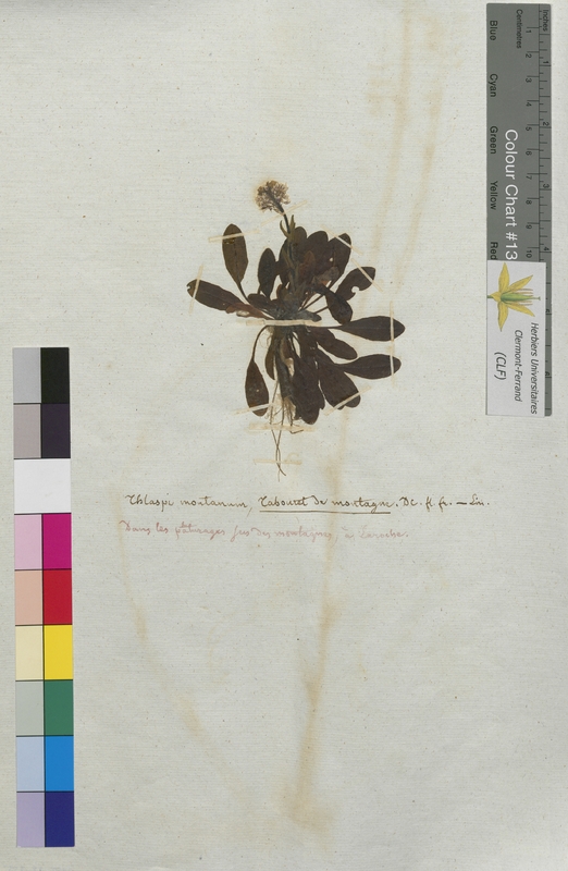 Thlaspi montanum (Brassicaceae)