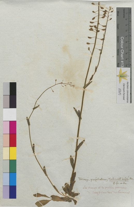 Thlaspi perfoliatum (Brassicaceae)