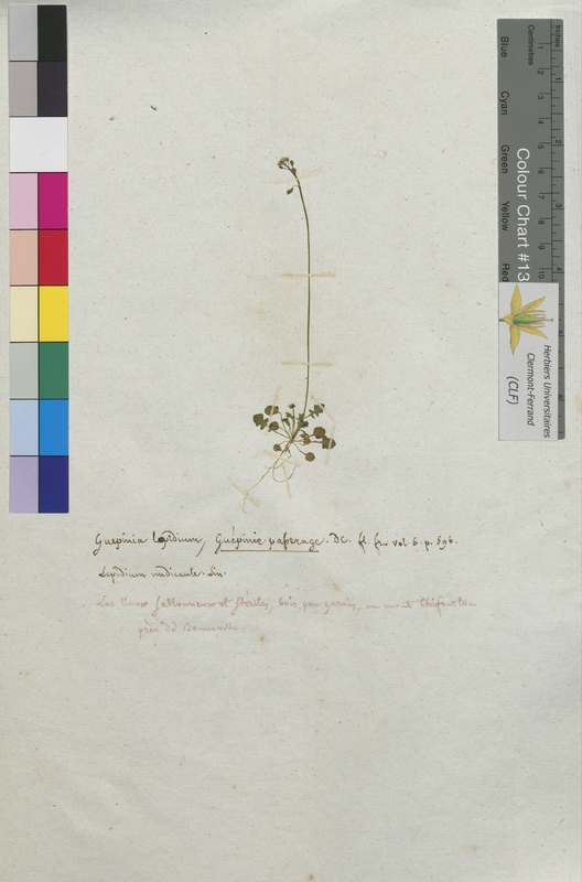 Guepinia lepidium (Brassicaceae)