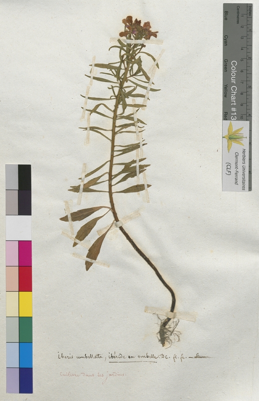 Iberis umbellata (Brassicaceae)